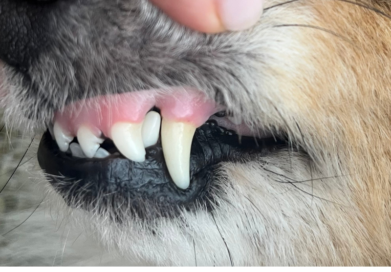 Po